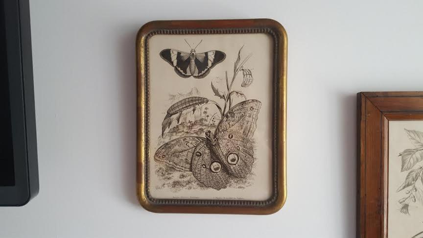 Gravure de papillon encadrée