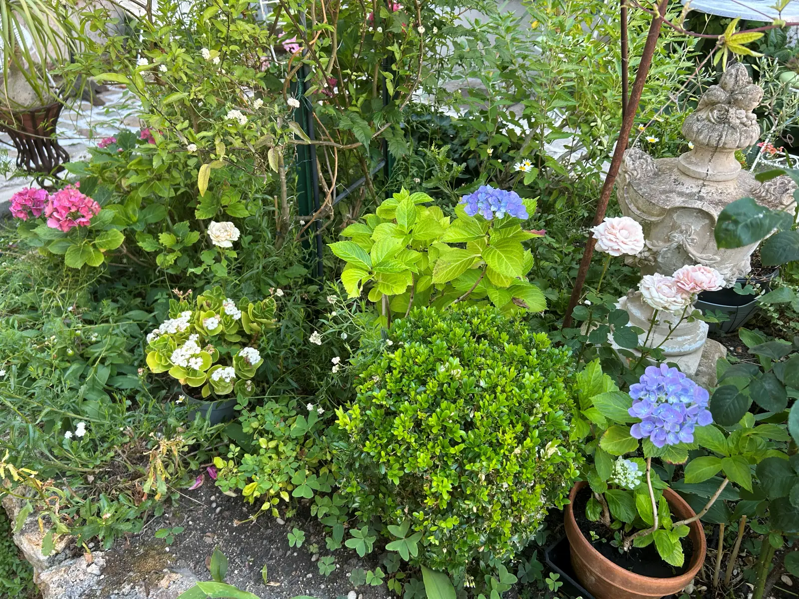 Massif fleuri de la cour, hortensias et géraniums